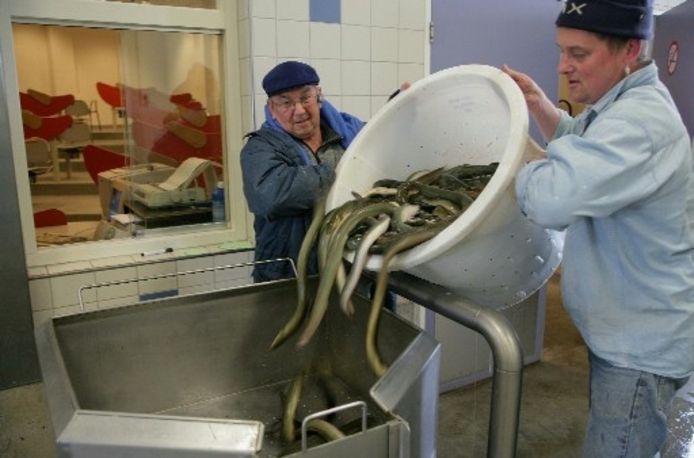 Het gaat goed met de IJsselmeervisafslag op Urk.