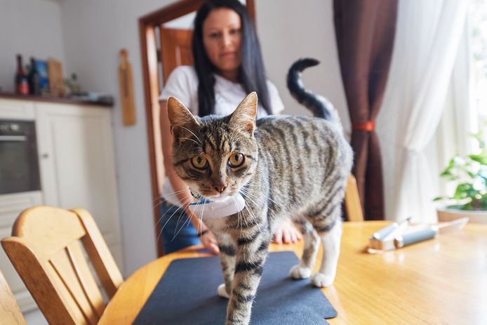 Kat Gato met op de achtergrond Vivian.