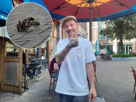Barman Guus redt loslopende krab van de dood in binnenstad Zwolle: ‘Misschien wou hij een biertje’