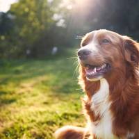 Expert legt uit: de perfecte hond bestaat niet
