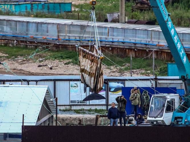 Rusland begint met vrijlaten van bijna honderd walvissen uit “walvisgevangenis”