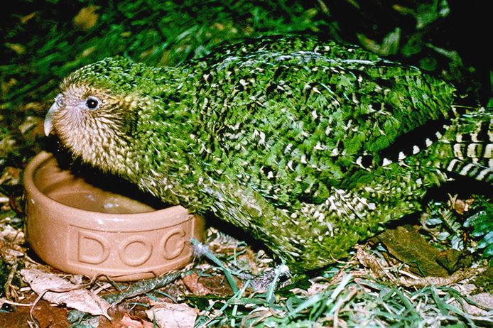 De kakapo is een niet-vliegende papegaaiachtige vogel die enkel in Nieuw-Zeeland leeft.
