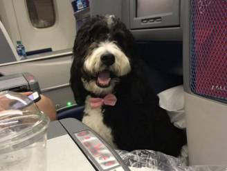 Hond met strikje op vliegtuig zorgt voor beroering op Twitter