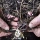 Scheur de planten om een vollere tuin te krijgen