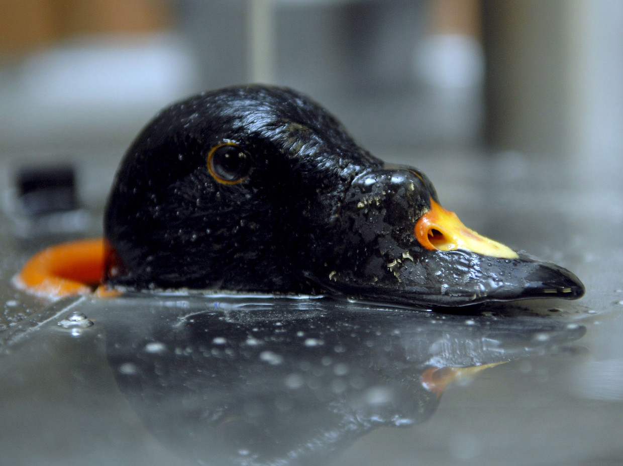 Een vogel die besmeurd is met olie, wordt weer 'schoongewassen' in een vogelopvang.  