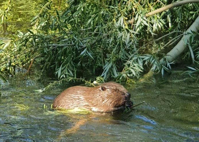 Lezersfoto van Oscar Verplak: een bever in de Dommel bij de Stationsweg in Eindhoven.
