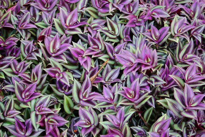 Tradescantia