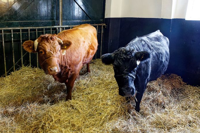 Fennigje en Bytsje, twee Dexter koeien
