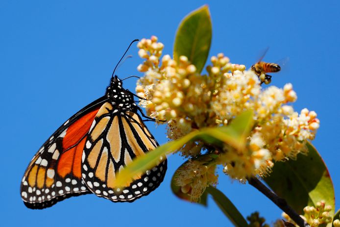 Een monarchvlinder.