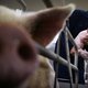 'Er zijn te veel varkens in Nederland'