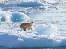 Une nouvelle population d'ours polaires découvertet au Groenland, un espoir pour l’espèce