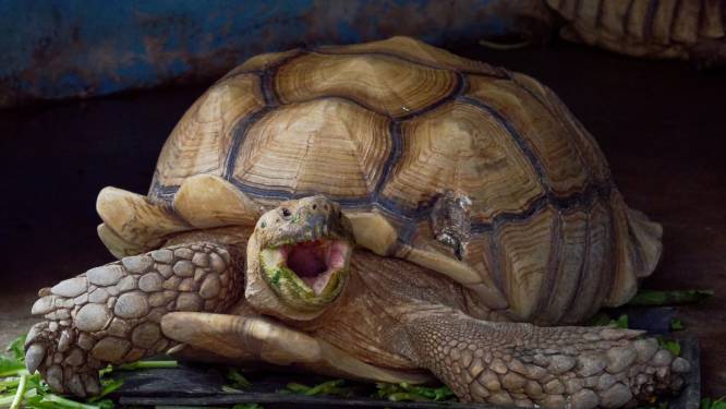 Reuzenschildpad Schurli op minstens 130-jarige leeftijd in Weense zoo overleden