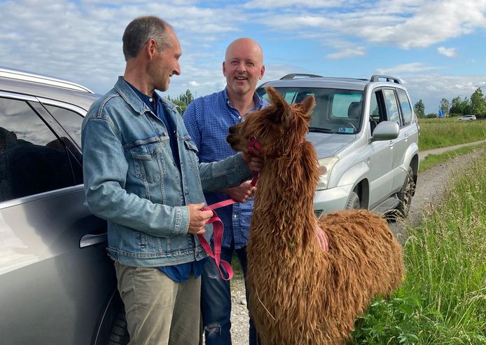 Daar is alpaca Bruno terug.