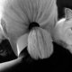 Choupette, de kat van drie miljoen
