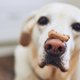 Dierenbescherming roept op: "Verwen je hond niet te veel in deze tijd"