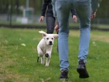 Voetballers en honden blijven sportveld in Overvecht-Noord delen: ‘Geen weekend zonder gedoe’