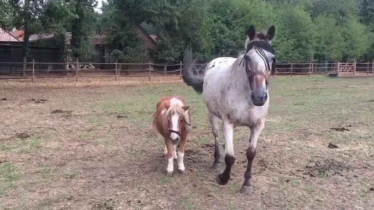 Afbeeldingsresultaat voor blind paard en pony geadopteerd