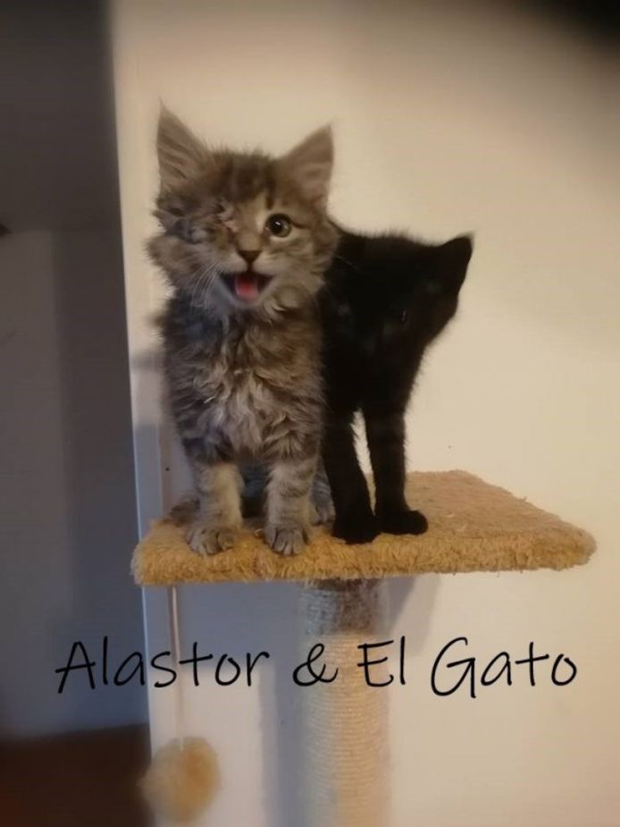 Alastor en El Gato.