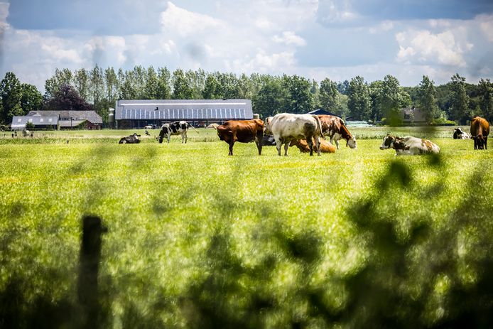 Koeien in een weiland in Schijndel nabij een boerderij. Boerenbedrijven nabij natuurgebieden moeten flink op de schop of zelfs stoppen om de uitstoot van stikstof tegen te gaan. Foto Rob Engelaar
