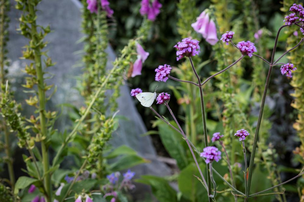 Safari in je eigen tuin ‘Er fladderen zo’n zes soorten vlinders rond