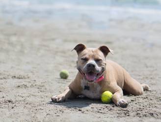 Baasje vlucht weg met pitbull nadat die peuter in gezicht bijt op het strand