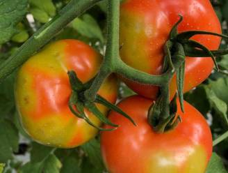 Harde strijd tegen vernietigend en superbesmettelijk tomatenvirus werpt eindelijk vruchten af