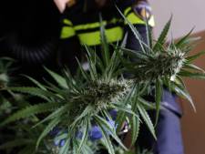 Hennepkwekerij met 96 potten ontdekt in flat Oosterhout