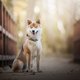 Duur geintje: dit zijn de 5 prijzigste hondenrassen ter wereld