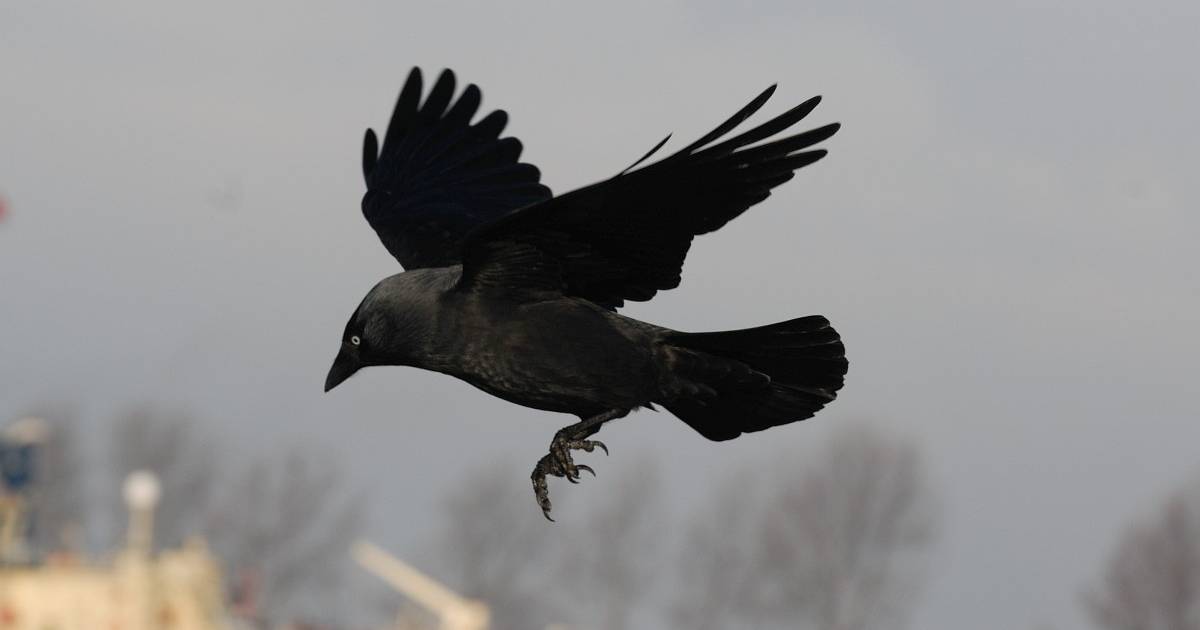 Lezing over kraaiachtige vogels bij IVN Asten-Someren