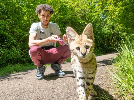 Geneyro uit Vlissingen heeft een serval als huisdier: ‘De gordijnen heb ik maar kortgeknipt’