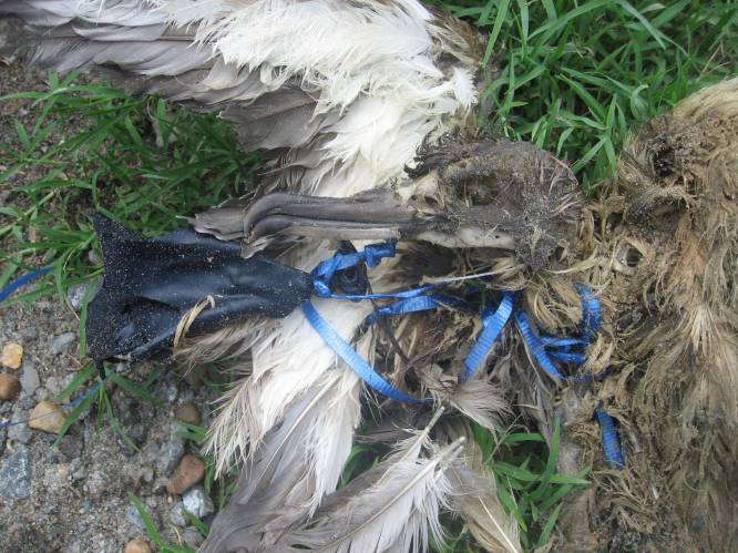 Ballonnen extreem dodelijk voor zeevogels: een op vijf dieren die stukje binnenkrijgt sterft