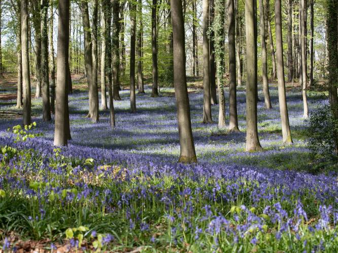 Daar is de lente: in deze 8 bossen in de Denderstreek en Vlaamse Ardennen bewonder je het paarse tapijt van boshyacinten