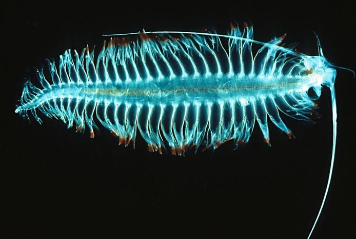 Via algen kwamen de nanodeeltjes in plankton (illustratiefoto) terecht en vervolgens in de vissen die dat opaten.