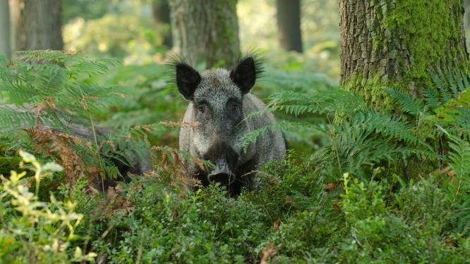 Wilde zwijnen teisteren bossen bij Meerssen: gemeente neemt maatregelen
