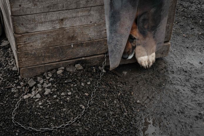 Hond in asiel in Oekraïne.