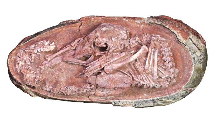 Nooit eerder vonden wetenschappers zo'n intact fossiel van dinosaurus-ei.
