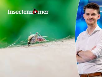 Ja, de ene mens wordt vaker gestoken door muggen dan de andere: dit zijn de redenen én wat je eraan kunt doen