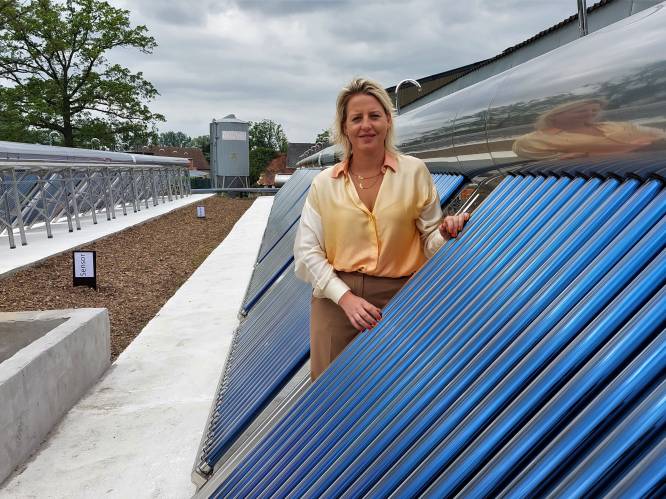 Kalverbedrijf in Herselt neemt innovatieve zonneboiler, uniek in België, in gebruik: “Hiermee kunnen we zo’n 80 procent van de kalvermelk verwarmen”