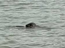 ‘Zeldzame’ verschijning in Nieuwe Maas: zeehond dobbert rond en ‘verkent’ Rotterdam