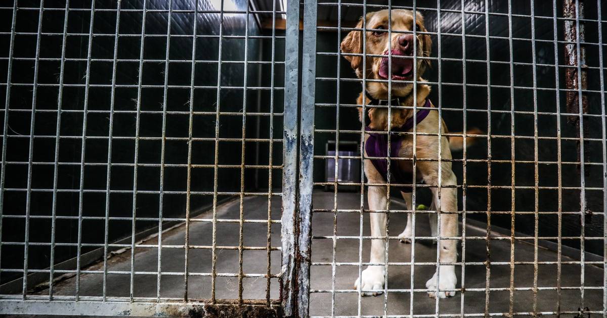 uitzending hack tarief Dierenasiel trekt aan alarmbel door hoog aantal honden die worden  afgestaan. “Er zijn ook amper adopties door crisis” | Oostende | hln.be