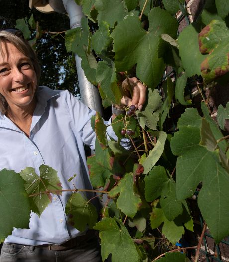 Plan voor wijngaard op landgoed van Kasteel De Kelder in Doetinchem