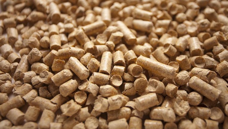 Helpt de biomassacentrale in Diemen tegen de opwarming van de aarde? Beeld Shutterstock