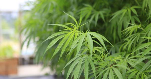 Woning in Riethoven gesloten na aantreffen hennepkwekerij | 112 en misdaad - Eindhovens Dagblad