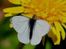 Toename van vlinders in Nijmegen, in de rest van het land is dat anders
