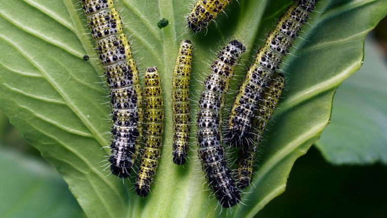 Voor planten is protectionisme heel normaal | De Volkskrant