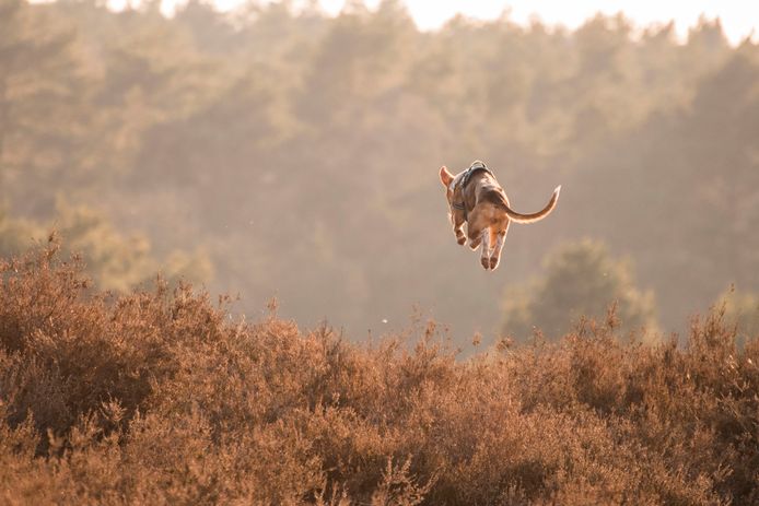 Bazin Ajda heeft maandenlang gefotografeerd totdat ze precies het juiste shot had.