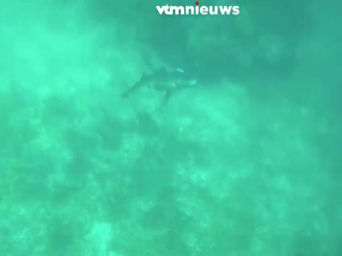 Haai bijt duiker in hoofd, slachtoffer komt ervanaf met lichte wonden