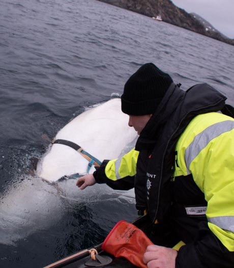 Witte dolfijn met harnas duwt Noorse visserboten: ‘Mogelijk getraind door Russische marine’