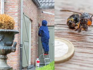 “Aziatische hoornaars zijn bijzonder sluw en spuiten gif in de ogen”: op stap met de speciale eenheden onder de wespenverdelgers