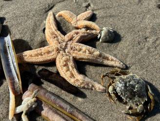 Zeesterreninvasie! Het strand van Kijkduin lag vol zeedieren